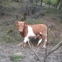 گاو نر (ورزا)