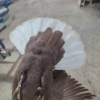 سرخ دم سفید