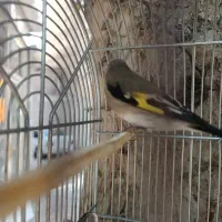 جوجه سهره نر|پرنده|مشکین‌دشت, |دیوار