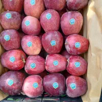 اکیب دارم برای سیب چیدن