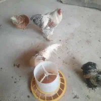 مرغ و خروس زینتی|حیوانات مزرعه|یزد, |دیوار