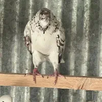 کفتر گرو اورجینال