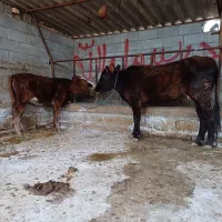 گاو شکم اول دو دندان با گوساله ماده