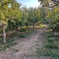 زمین باغ 200 متر سند تک برگ دماوندجابان آب برق گاز|فروش زمین و ملک کلنگی|دماوند, دماوند|دیوار