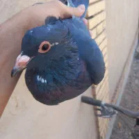 کفتر|پرنده|زرند, |دیوار