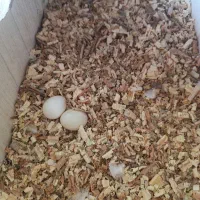 عروس هلندی|پرنده|سهند, |دیوار