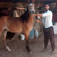 مادیان ۷ساله یورقه