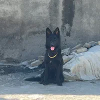 ژرمن بلک ماده