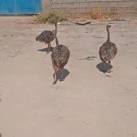 شترمرغ