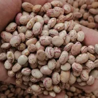 لوبیا چیتی ایرانی