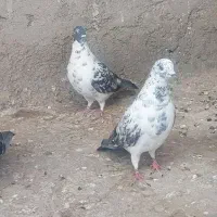 کبوترفروشی