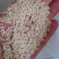 راتون یاشاه برنج