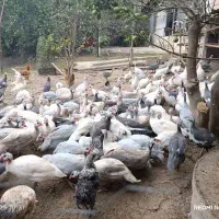 مرغ شاخدار دررنگ های مختلف