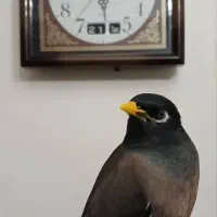 مرغ مینا (گمشده) در خیابان مفتح تهران