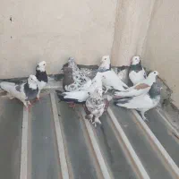 تعدادی کفتر نر و ماده|پرنده|شیراز, میدان قائم|دیوار