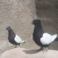 کبوتر|پرنده|مشهد, قوچان|دیوار