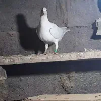 جوجه سار|پرنده|تایباد, |دیوار