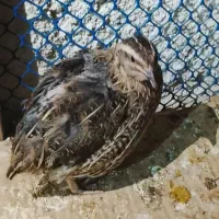 بلدرچین جوان