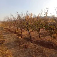 باغ فروشی با امتیازات کامل|فروش خانه و ویلا|فریمان, |دیوار