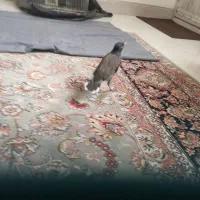 جوجه مینا|پرنده|مشهد, هفده شهریور|دیوار