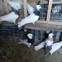 کبوتر طوقی درجه یک کفتر