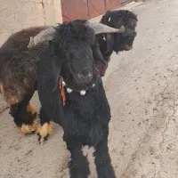بره قوچی بختیاری