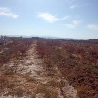 زمین کشاورزی