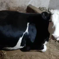 گاو شکم اول|حیوانات مزرعه|صومای برادوست, |دیوار