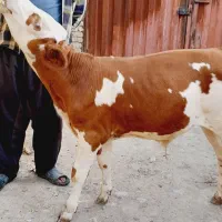 گاو|حیوانات مزرعه|شیراز, اصلاح‌نژاد|دیوار