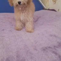 پودل نر ۴ماهه واگزاری فوری|سگ|خمینی‌شهر, |دیوار