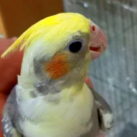 ابلغ عروس هلندی