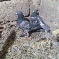 کبوتر مسافتی