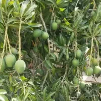 انبه بدون هسته