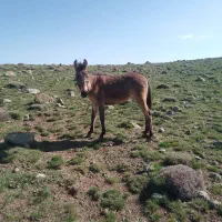 قاطر ۱سال