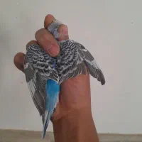 مرغ عشق|پرنده|سیرجان, |دیوار