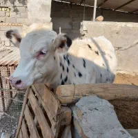 تلیسه پای کل|حیوانات مزرعه|هشتگرد, خور|دیوار