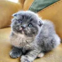 واگـذاری بچه گربه ن ژ ا د د ا ر|گربه|اصفهان, سرچشمه|دیوار