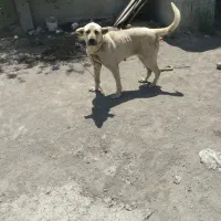 سگ سرابی