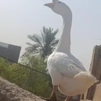 قوغاز اوکراینی