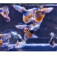 پک های اقتصادی ماهی گوپی گپی کپی