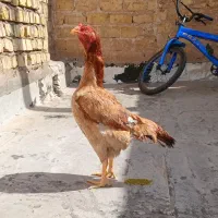 سلام خدمت دوستان یک عدد مرغ لاری نسل جلاد