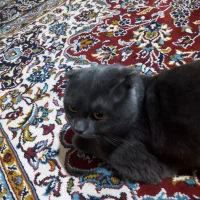 گربه اسکاتیش