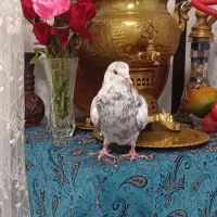 کبوتر پرشی|پرنده|کهریزک, |دیوار