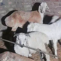 بره نربوری اصل بهترین نژاد وبره بلوچی شاخی|حیوانات مزرعه|زاهدان, |دیوار