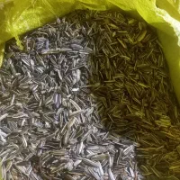 تخمه آفتاب گردان