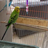 مرغ عشق جفت