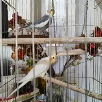 عروس هلندی مولد قطع دار