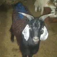 فروش بزغاله بره ومیش|حیوانات مزرعه|بجنورد, |دیوار