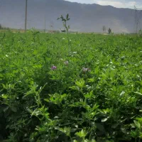 یونجه