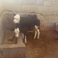 فروش گاو گوساله نر|حیوانات مزرعه|شیراز, کوشک میدان|دیوار